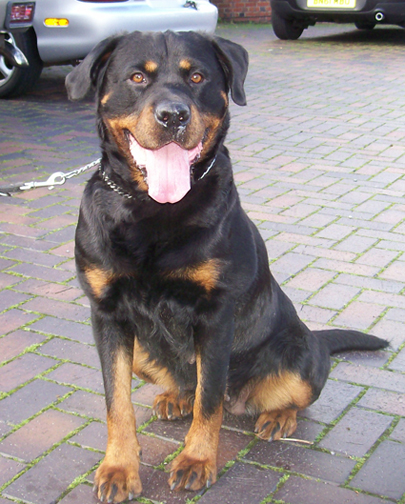 Lola Sit
